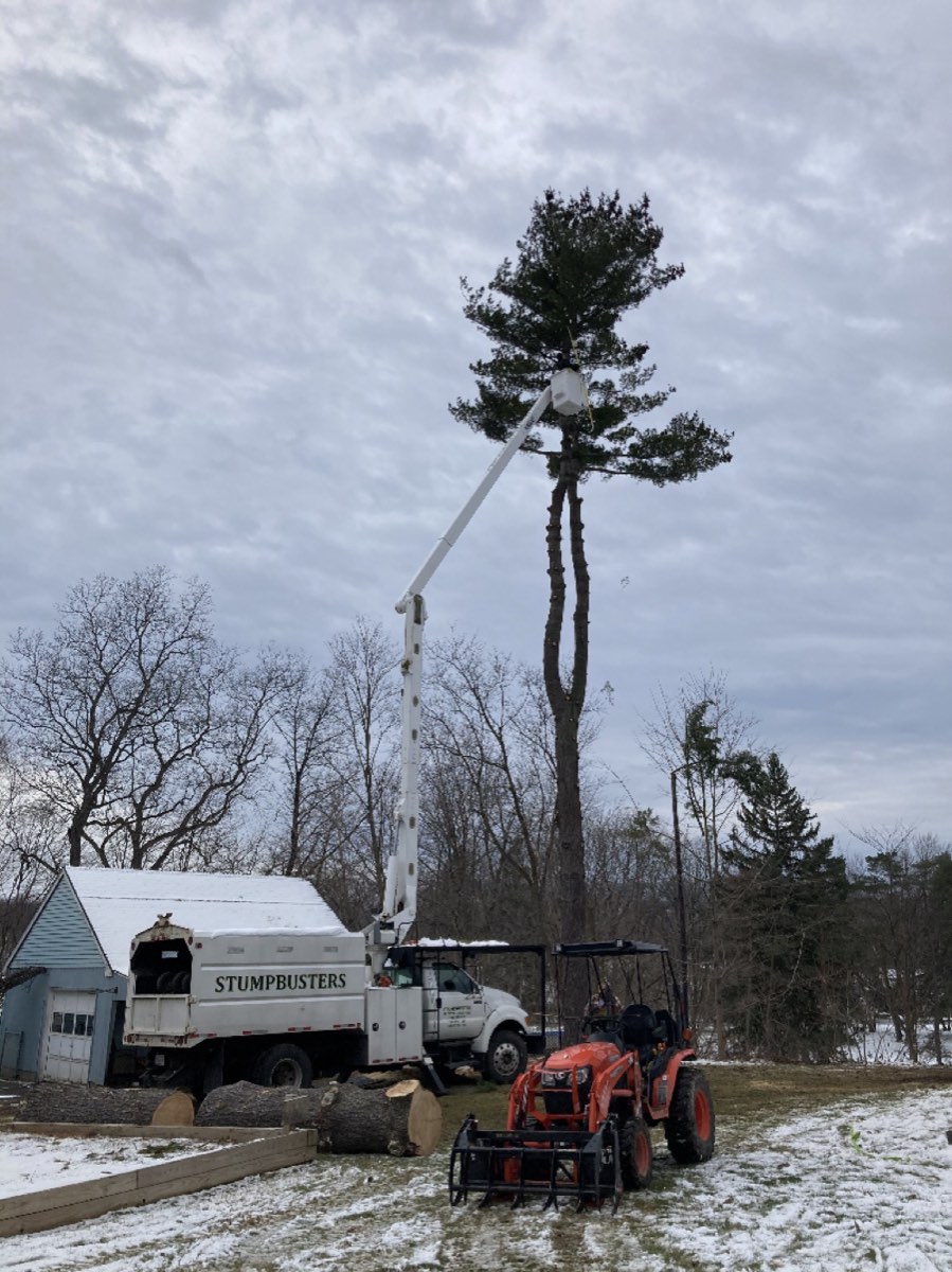 The branded Stumpbusters bucket truck removing the top of a tall pine in winter
