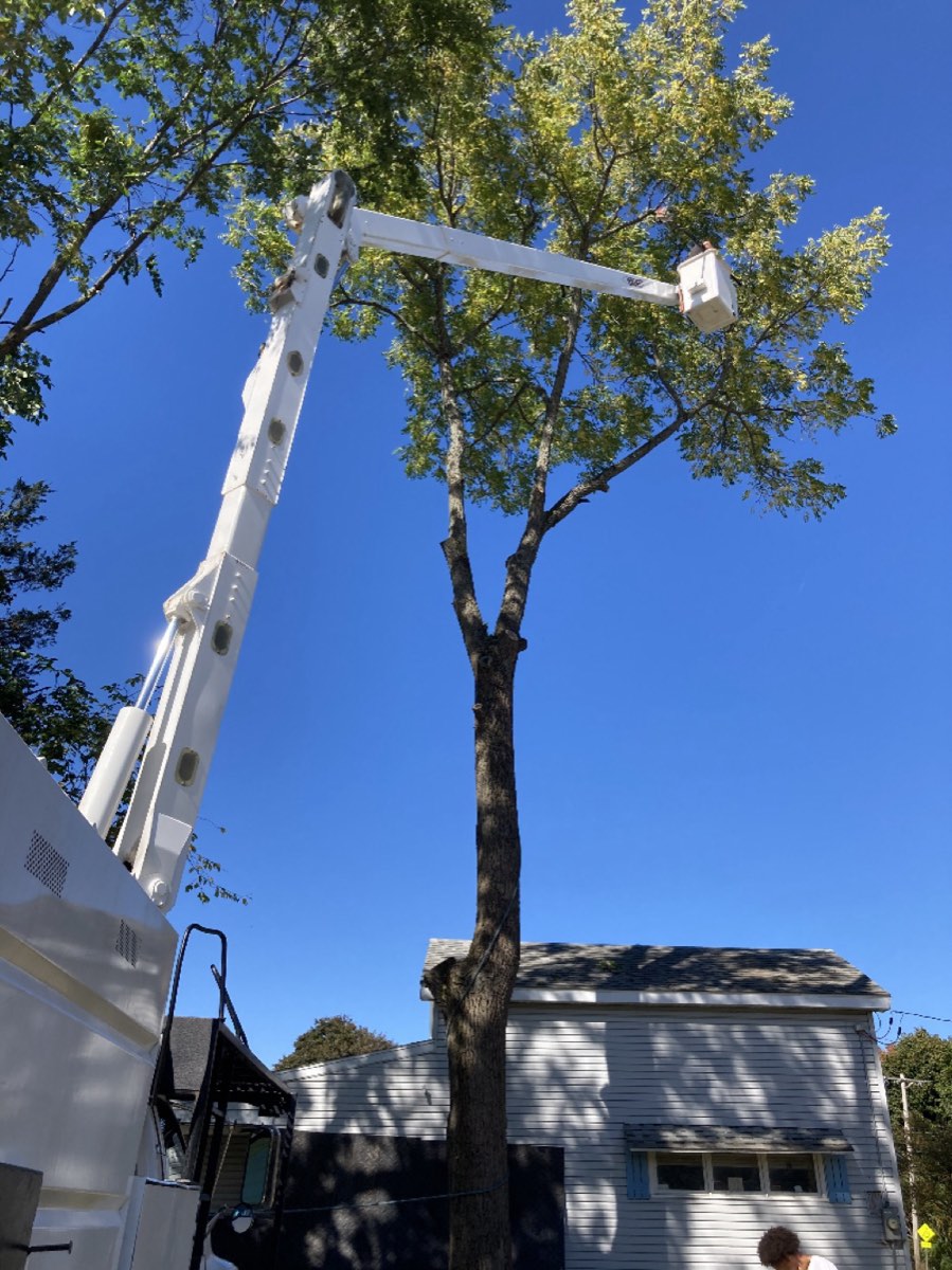 Bucket truck reaching high into a leafy tree beside a home