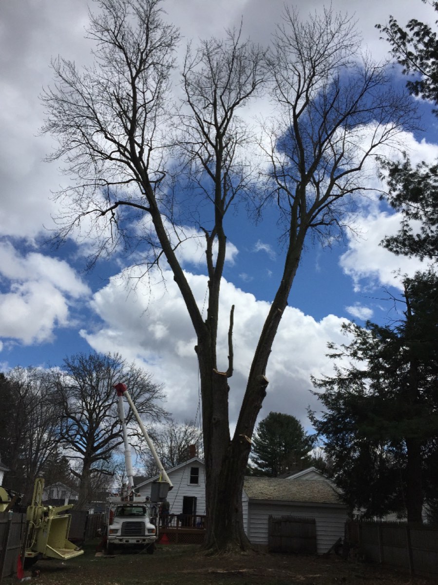 A tall bare tree being taken down with the bucket truck below