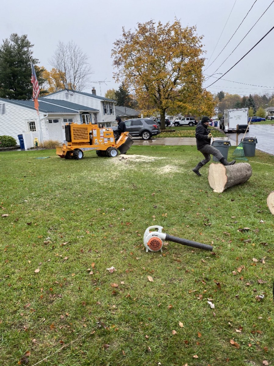 Stumpbusters crew grinding a stump on a wet autumn day