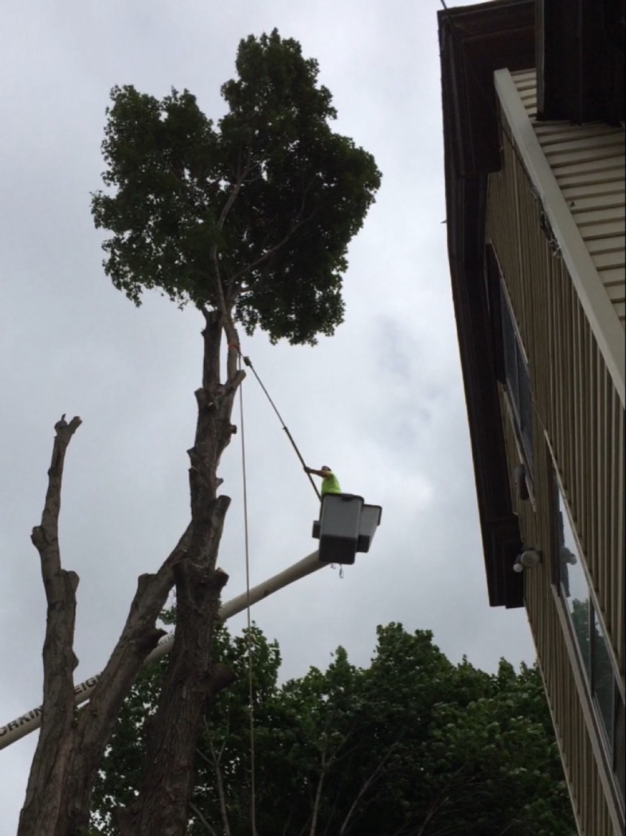 Crew member in the bucket removing a tall tree beside a house