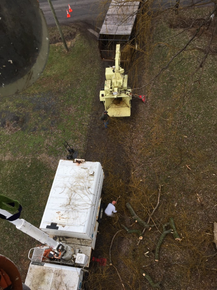 Stumpbusters bucket truck reaching a tall trunk on a sunny day