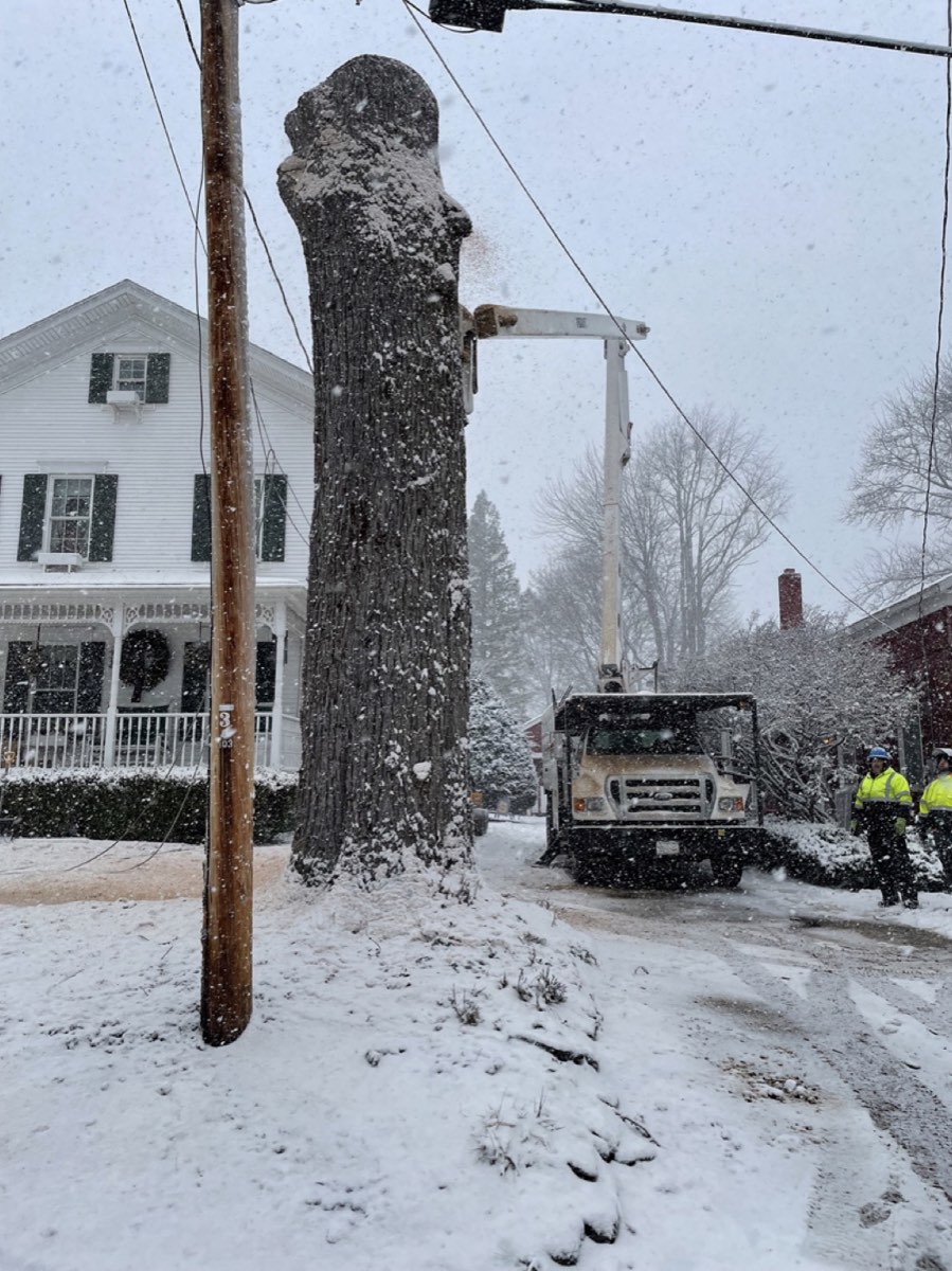 Stumpbusters crew taking down a large trunk during a snowstorm