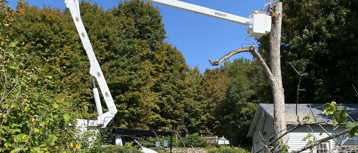 Stumpbusters crew member trimming a tall trunk from the bucket truck against a blue sky
